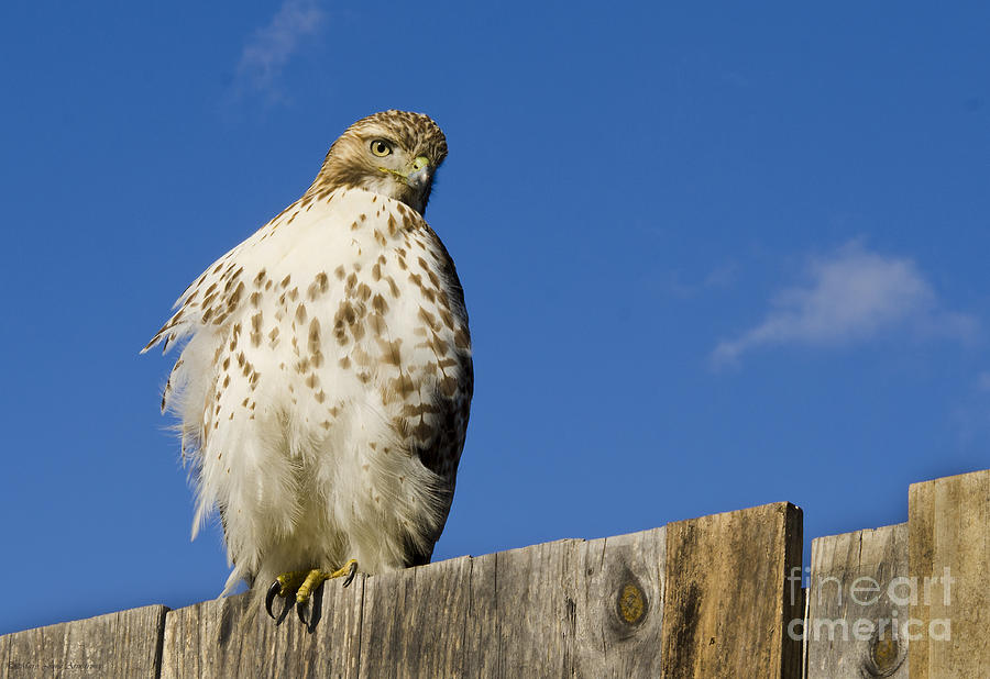 A Rough Legged Hawk on the Hunt Photograph by Mary Jane Armstrong