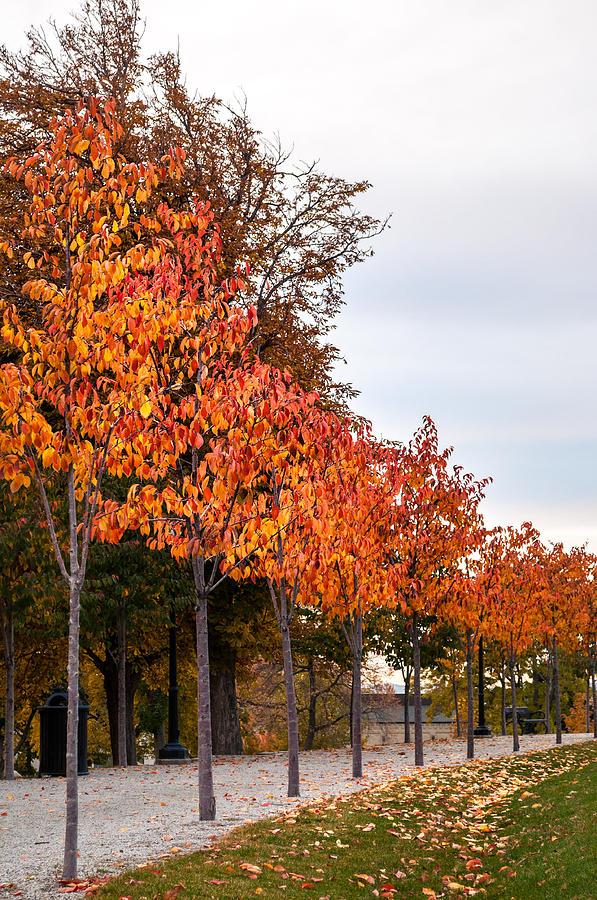 A Row Of Autumn Trees Photograph by Denise Bird