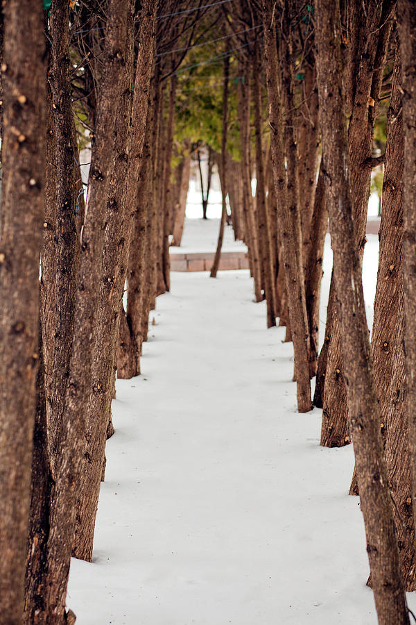 A Row Of Trees Outside In The Snow Photograph by Adam Hester