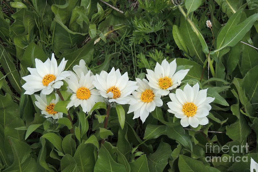 A Row of White Wyethia Photograph by Michele Penner