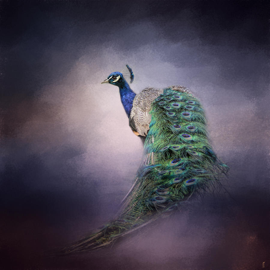 A Royal Jewel - Peacock - Wildlife Photograph by Jai Johnson