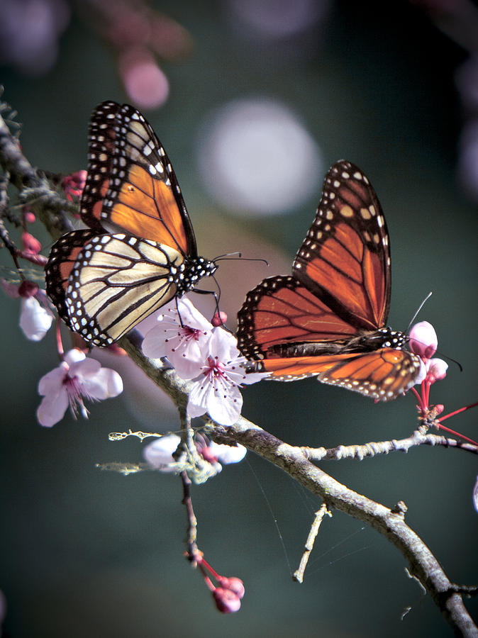 Butterfly Photograph - A Royal Pair by Her Arts Desire