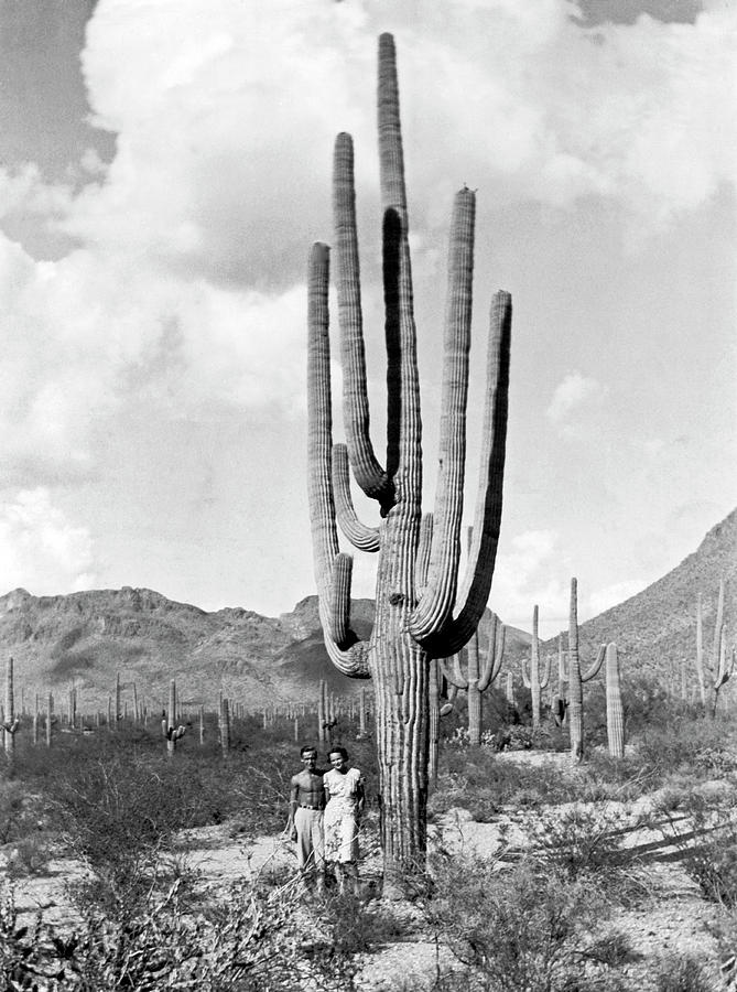 A Saguaro Forest Photograph by Underwood Archives