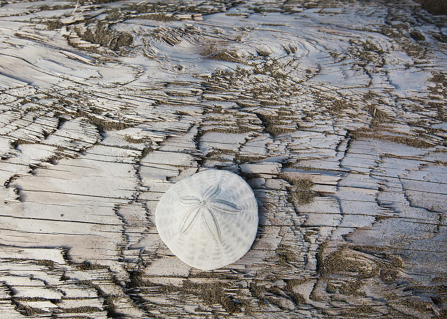 A Sandollar On A Piece Of Driftwood On Photograph by Debra Brash / Design Pics