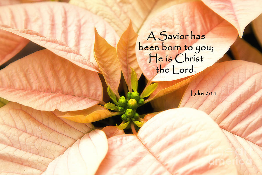 A Savior has been born to you He is Christ the Lord Photograph by Jill Lang
