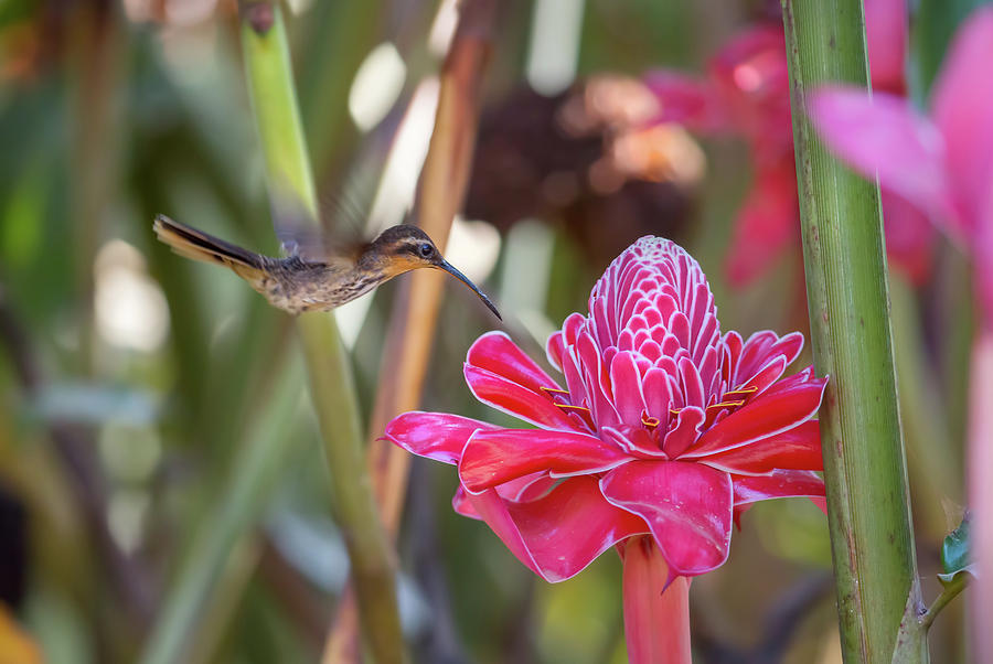 A Saw-billed Hermit Bird, Ramphodon Photograph by Alex Saberi