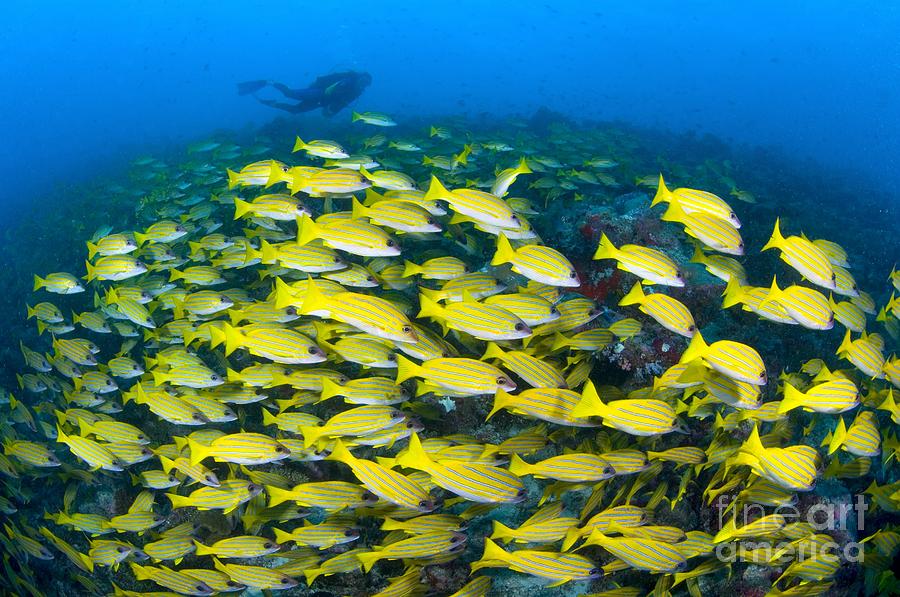 Fish Photograph - A School Of Bluelined Snappers by Alex Mustard