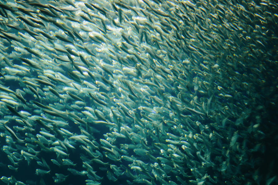 A School Of Pacific Sardines Fish, In A by Mint Images - Paul Edmondson