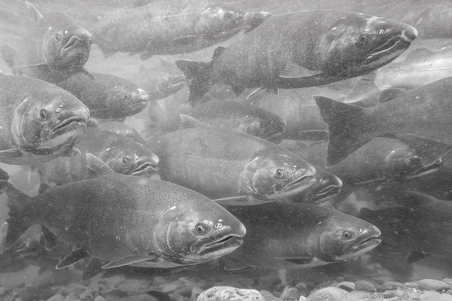 Anchorage Photograph - A School of Silvers in Black and White by Tim Grams