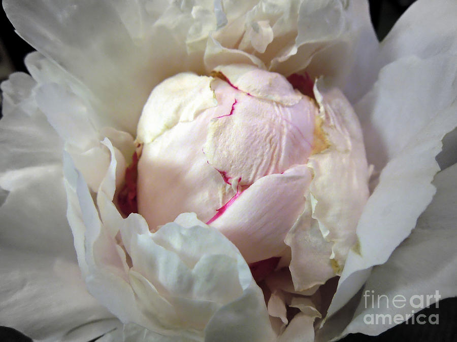 A Scoop of Strawberry Ice Cream in a Flower Photograph by Renee Trenholm