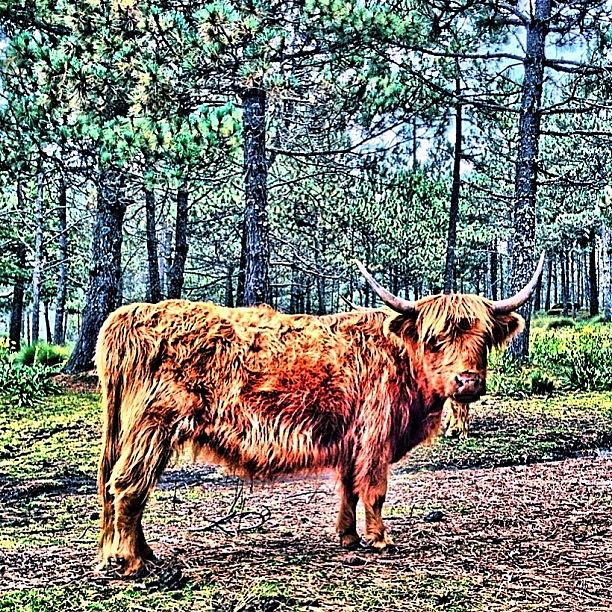A Scottish Bull - I Want A Hairstyle Photograph by Arturo Jimenez