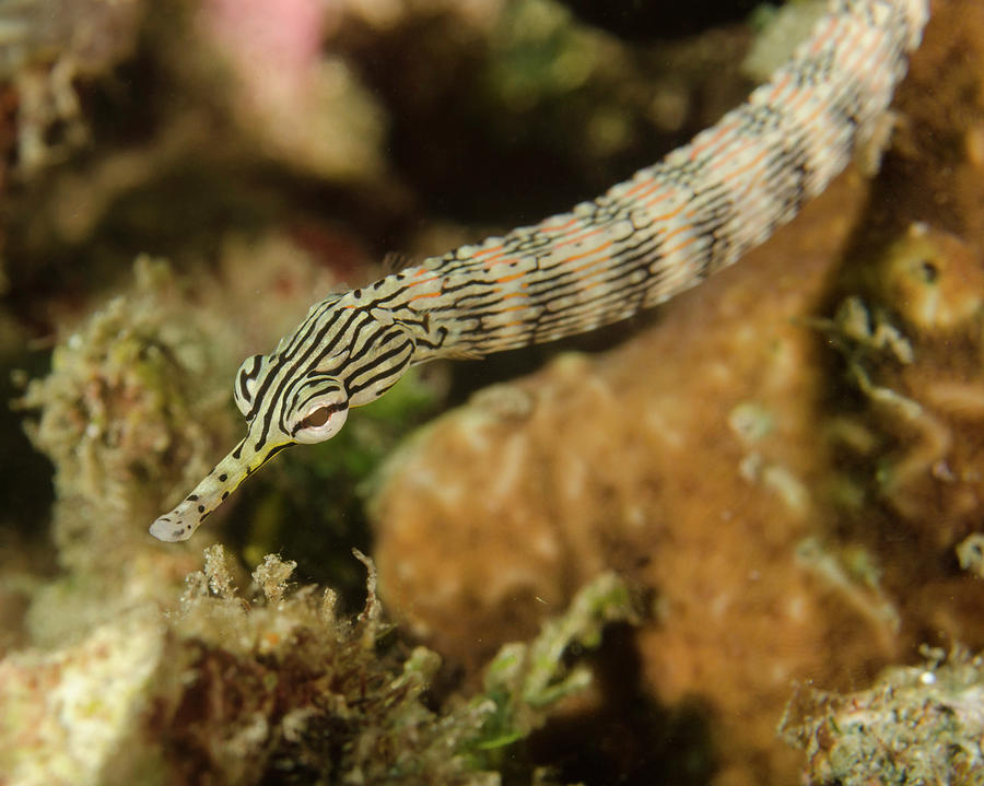 A Scribbled Pipefish In Indonesia Photograph