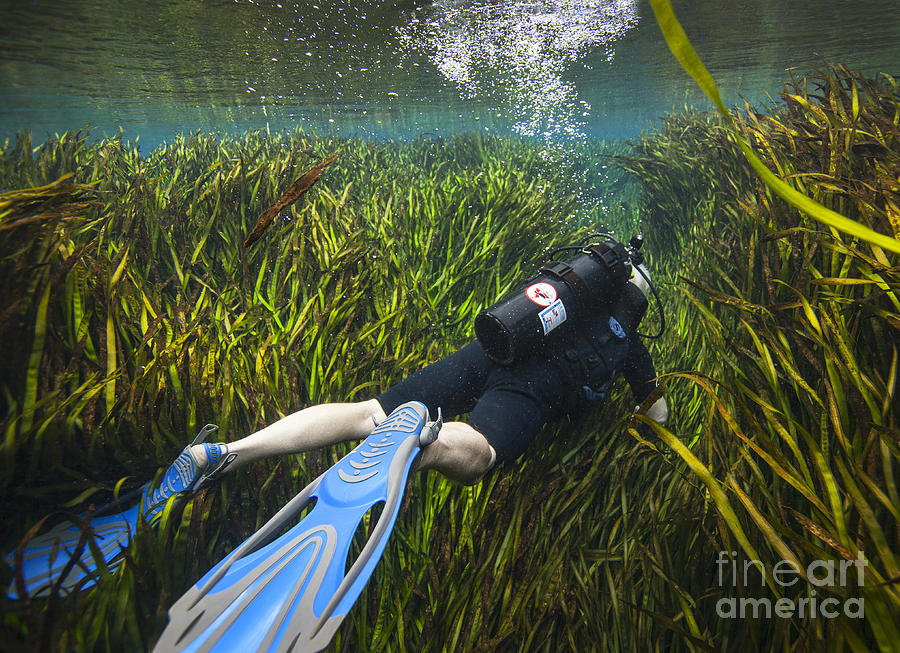 Nature Photograph - A Scuba Diver Swims Through An by Michael Wood