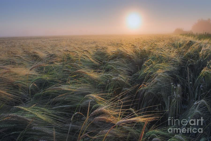 A Sea of Barley Photograph by Dan Jurak