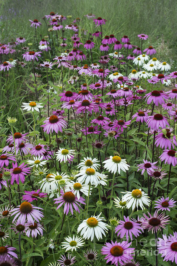 Flower Photograph - A Sea of Echinacea  by Tim Gainey