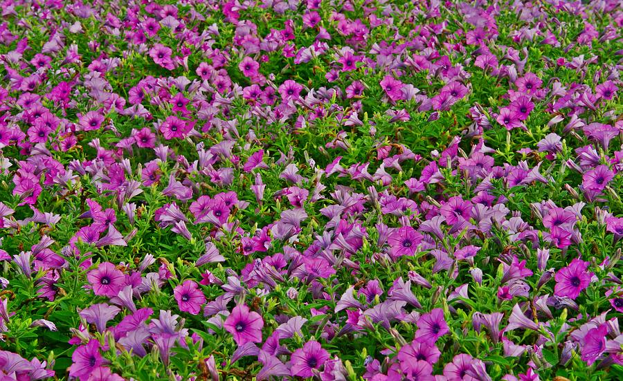 A Sea of Green and Purple Photograph by Sharon Popek