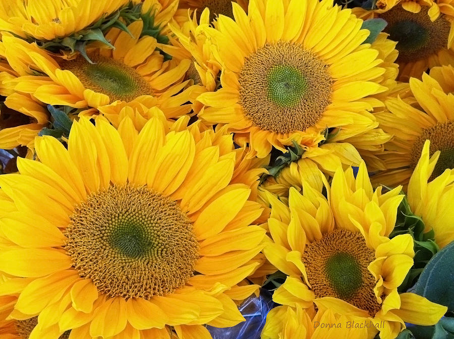 Sunflower Photograph - A Sea of Sun by Donna Blackhall