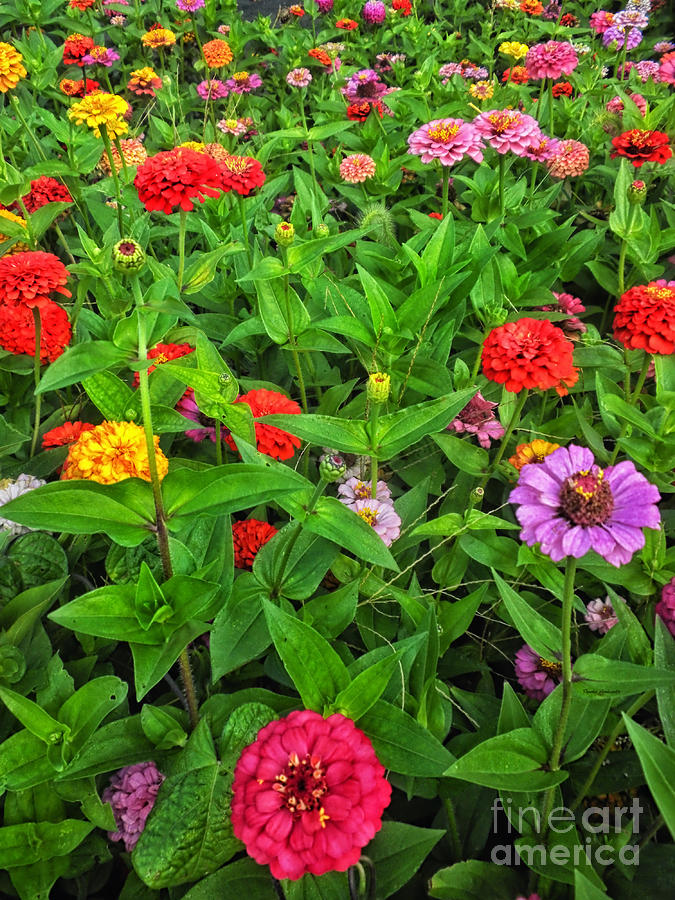 Flower Photograph - A Sea of Zinnias 04 by Thomas Woolworth