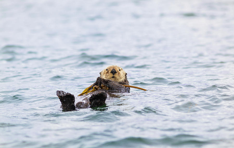 A Sea Otter Hangs On To Kelp In Nootka Photograph by Debra Brash / Design Pics