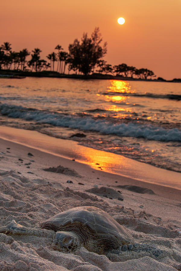 A Sea Turtle Rests On The Beach Photograph by Carl Johnson