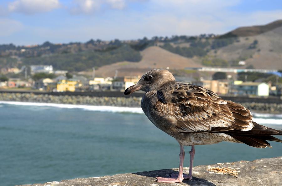A Seagull in Pacifica Photograph by Alex King