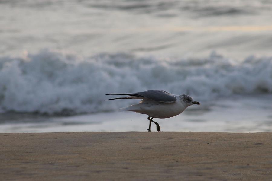 A Seagull Take-Off Photograph by Robert Banach