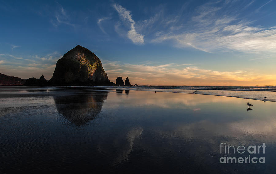 Cannon Beach Photograph - A Seagulls Contemplation by Mike Reid