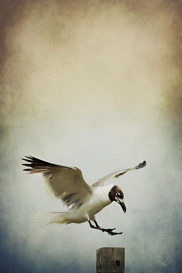 A Seagulls Landing Photograph by Trish Mistric