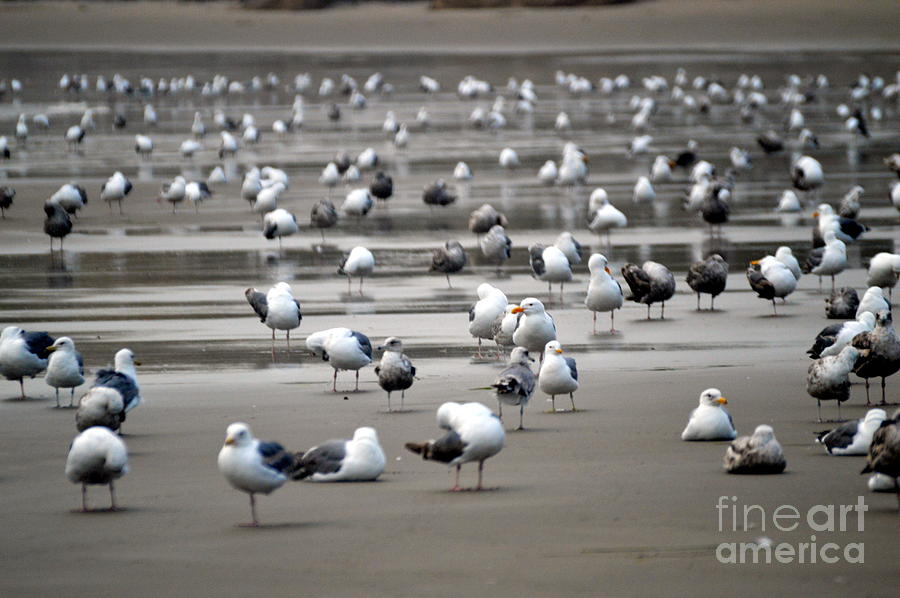 Seagull Photograph - A Seagulls Life by Sheldon Blackwell