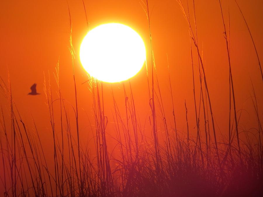 Seagull Photograph - A Seagulls Sunrise by Nikki Watson    McInnes