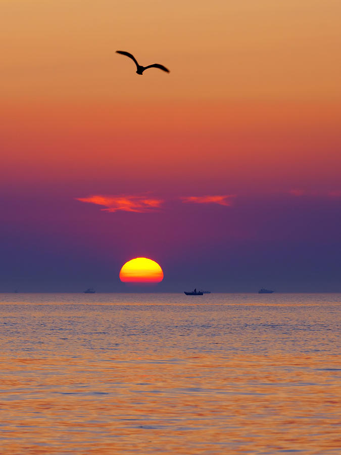 A Seagull's Sunset Photograph by Craig Sterken | Fine Art America