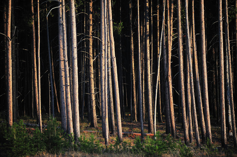 Yellowstone National Park Photograph - A Section Of Logpole Pine In Warm Light by Keith Ladzinski