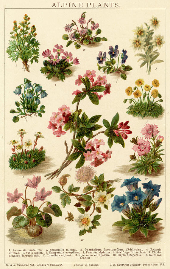 A Selection Of Alpine Plants Drawing by Mary Evans Picture Library ...