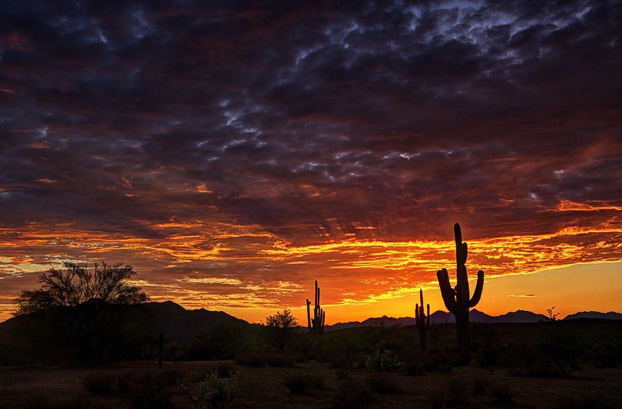 A Sentinel Sunset Photograph by Saija Lehtonen - Fine Art America