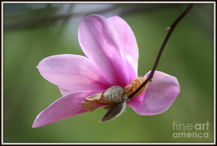 Magnolia Flower Photograph - A Serving Of Spring by Patti Whitten Magnolia Flower Photograph - A Serving Of Spring by Patti Whitten