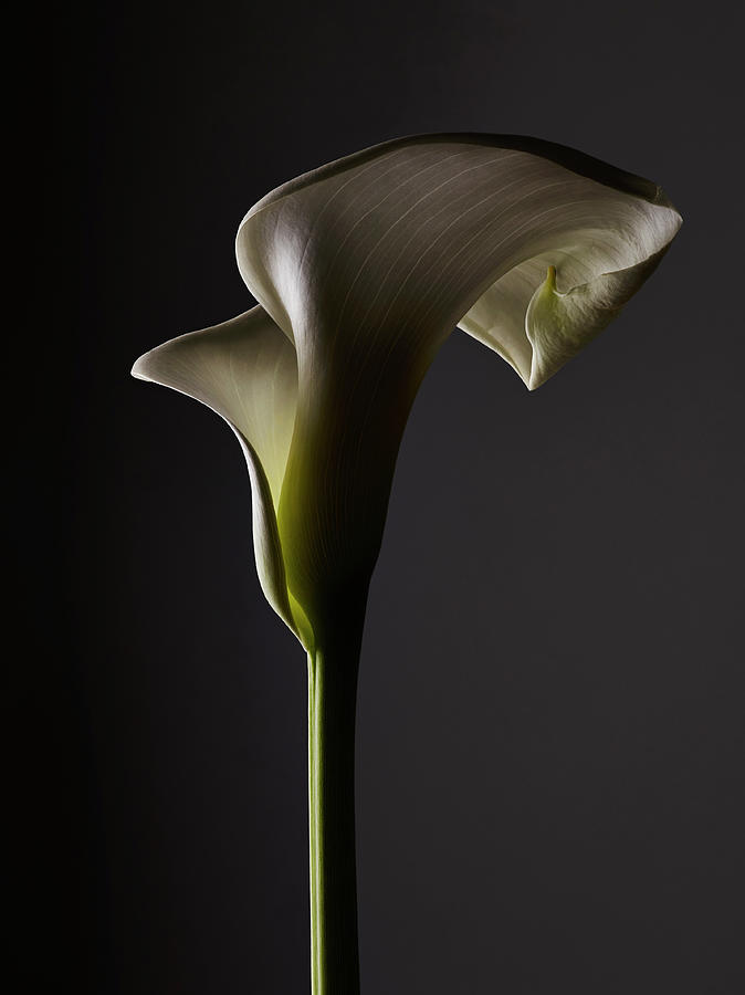 A Shadowed Calla Lily, Close-up Photograph by Larry Washburn