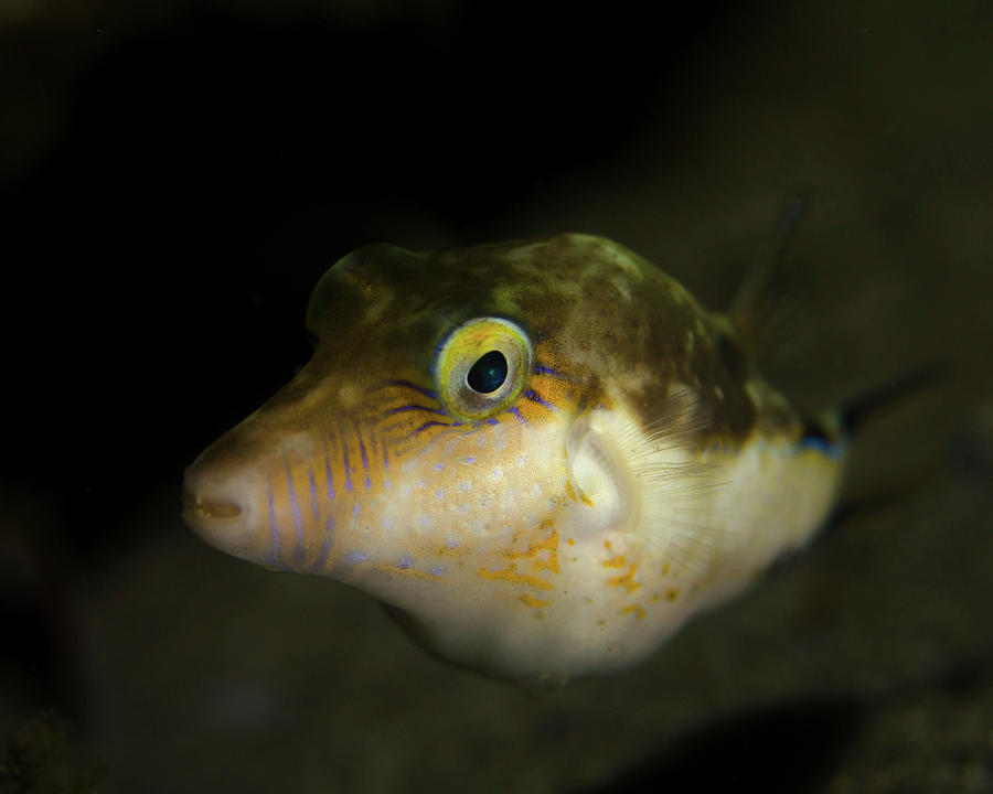 A Sharpnose Puffer Canthigaster Photograph by Brent Barnes - Fine Art ...