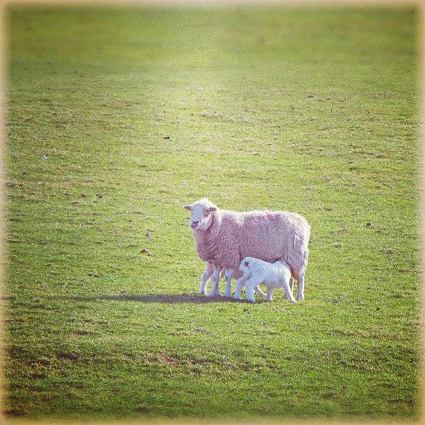 Spring Photograph - A #sheep And A #lamb... #wales #spring by Linandara Linandara