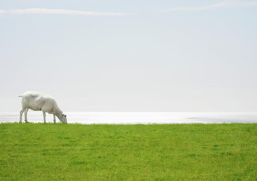 A Sheep Grazing With The Sea On The Photograph by Luxx Images