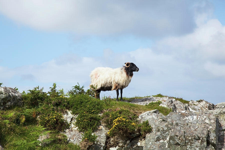A Sheep Stands Alone On A Rocky Ridge Photograph by Peter Zoeller / Design Pics
