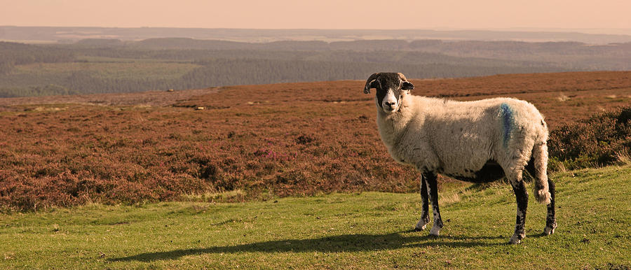 A Sheep With A View 2 Photograph by John Topman