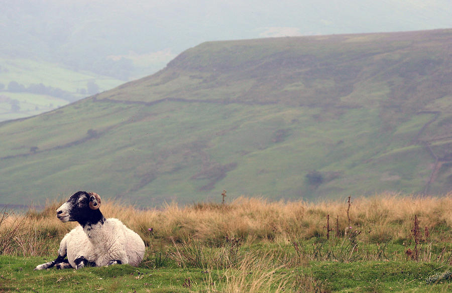 A Sheep With A View  Photograph by John Topman