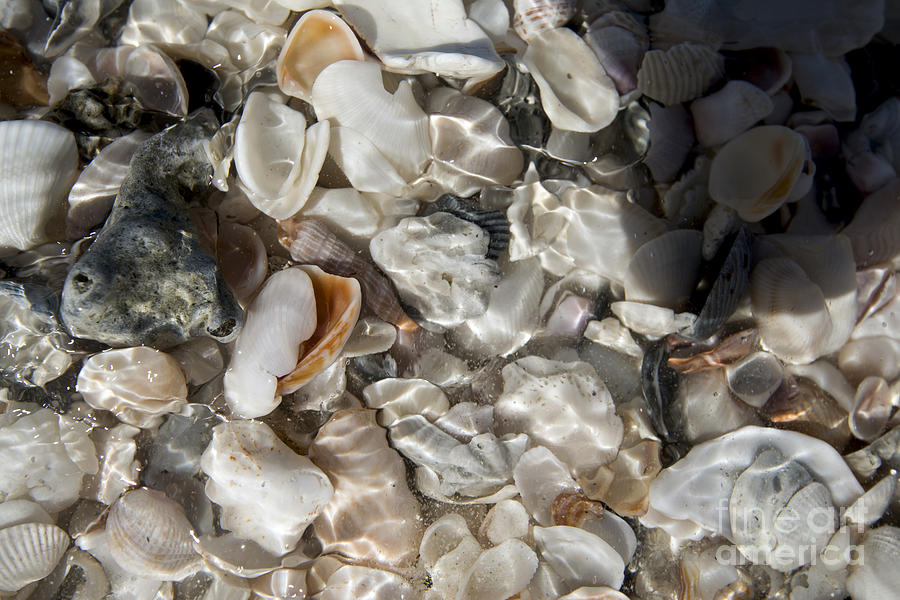 Sea Shells Photograph - A Shellers View by Terri Winkler