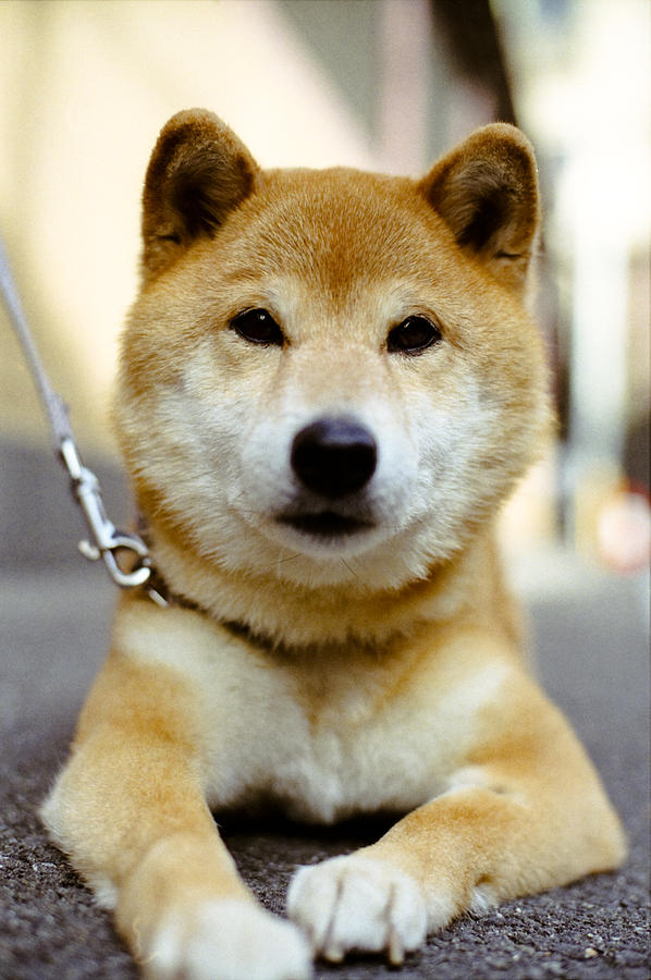 A Shiba Inu dog Photograph by masahiro Makino