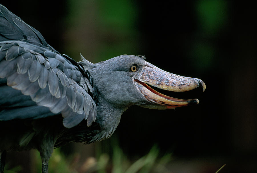 A Shoe Billed Stork At The San Diego Photograph By Michael Nichols