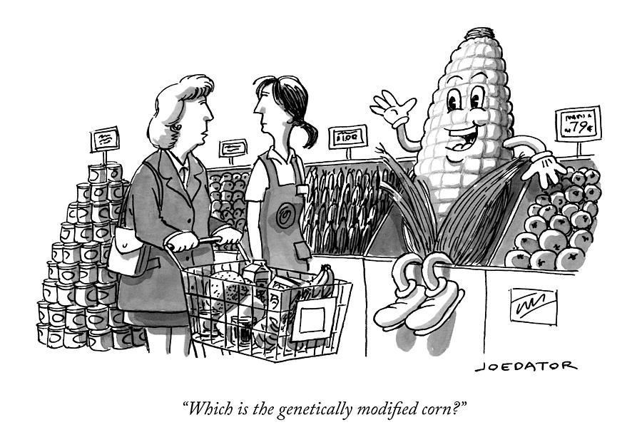 Which is the genetically modified corn Drawing by Joe Dator