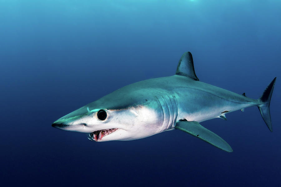 A Shortfin Mako Shark Swimming Photograph by Alessandro Cere
