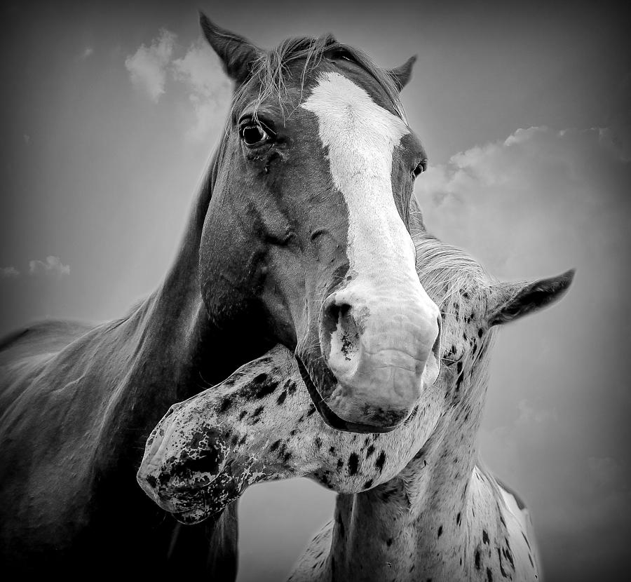 Horse Photograph - A Shoulder to Cry On by Carey Dils