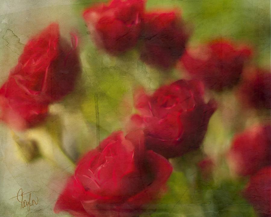 A Shower of Roses Photograph by Colleen Taylor