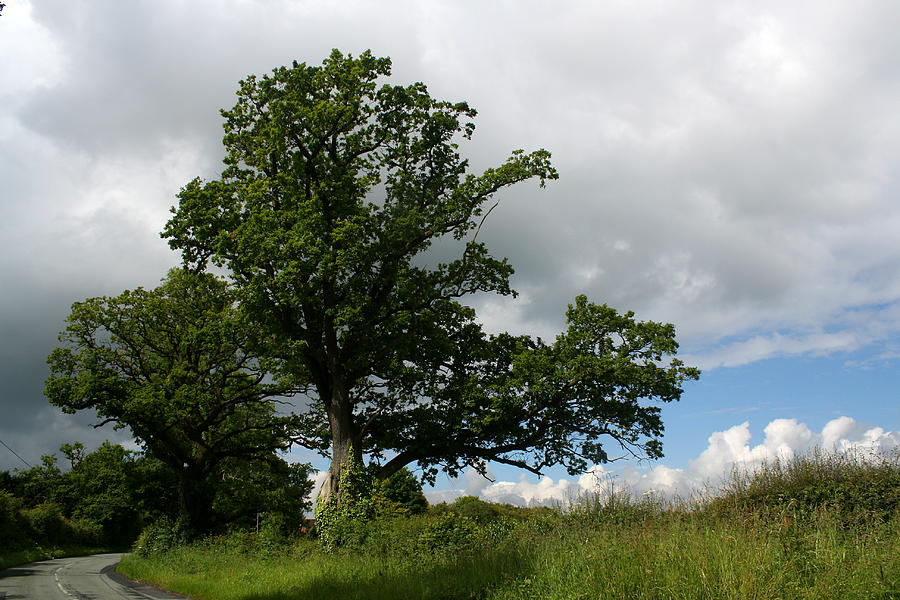 A Shropshire Tree Photograph by Teresa Lambert - Fine Art America